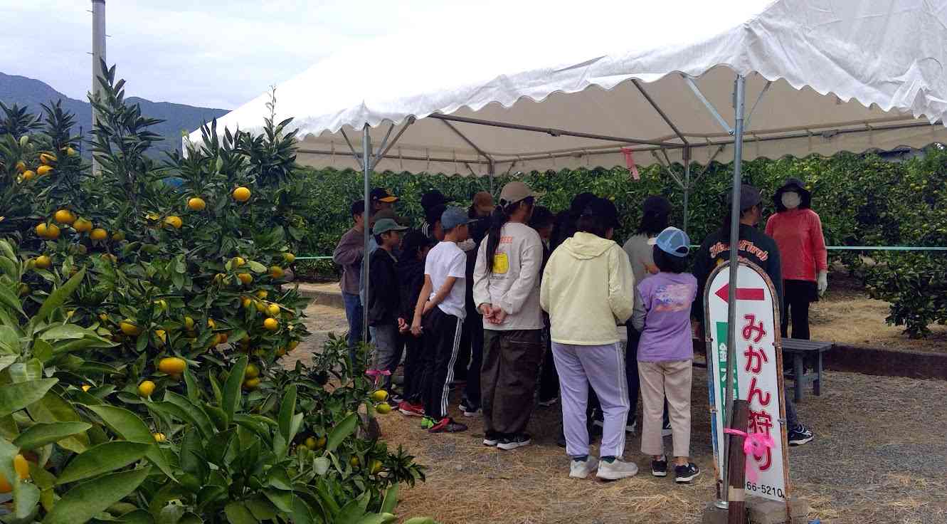 みかん狩り④