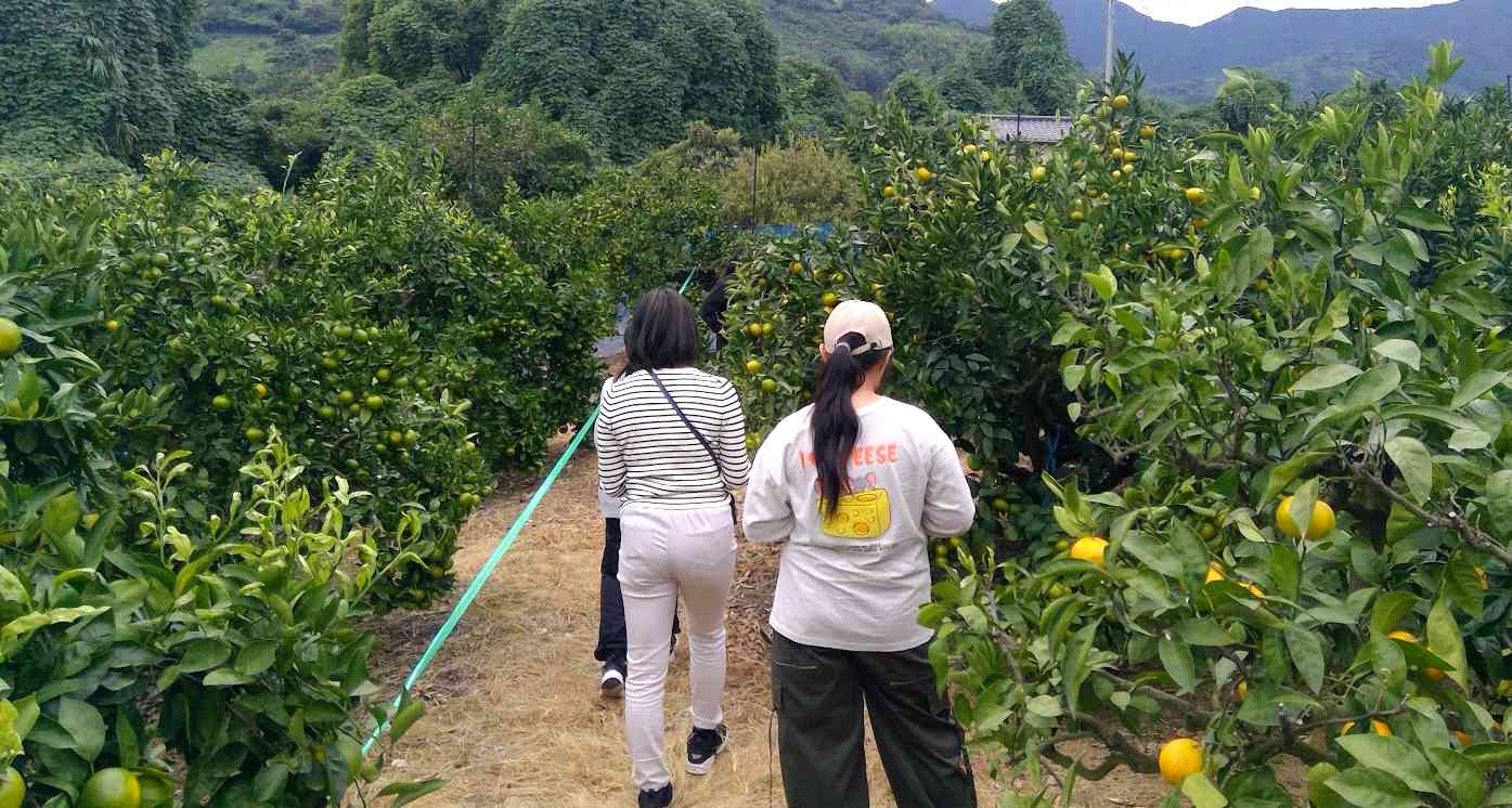 みかん狩り②