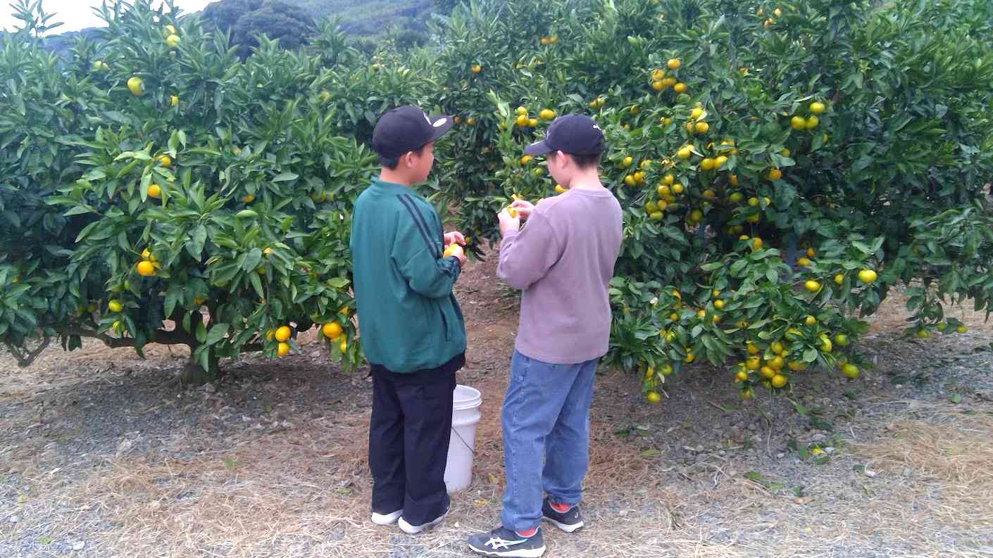みかん狩り①