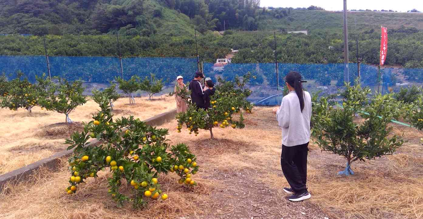 みかん狩り⑤